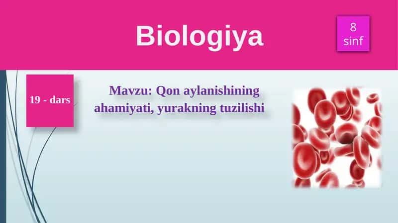 Qonaylanishiningahamiyati, yurakning tuzilishi