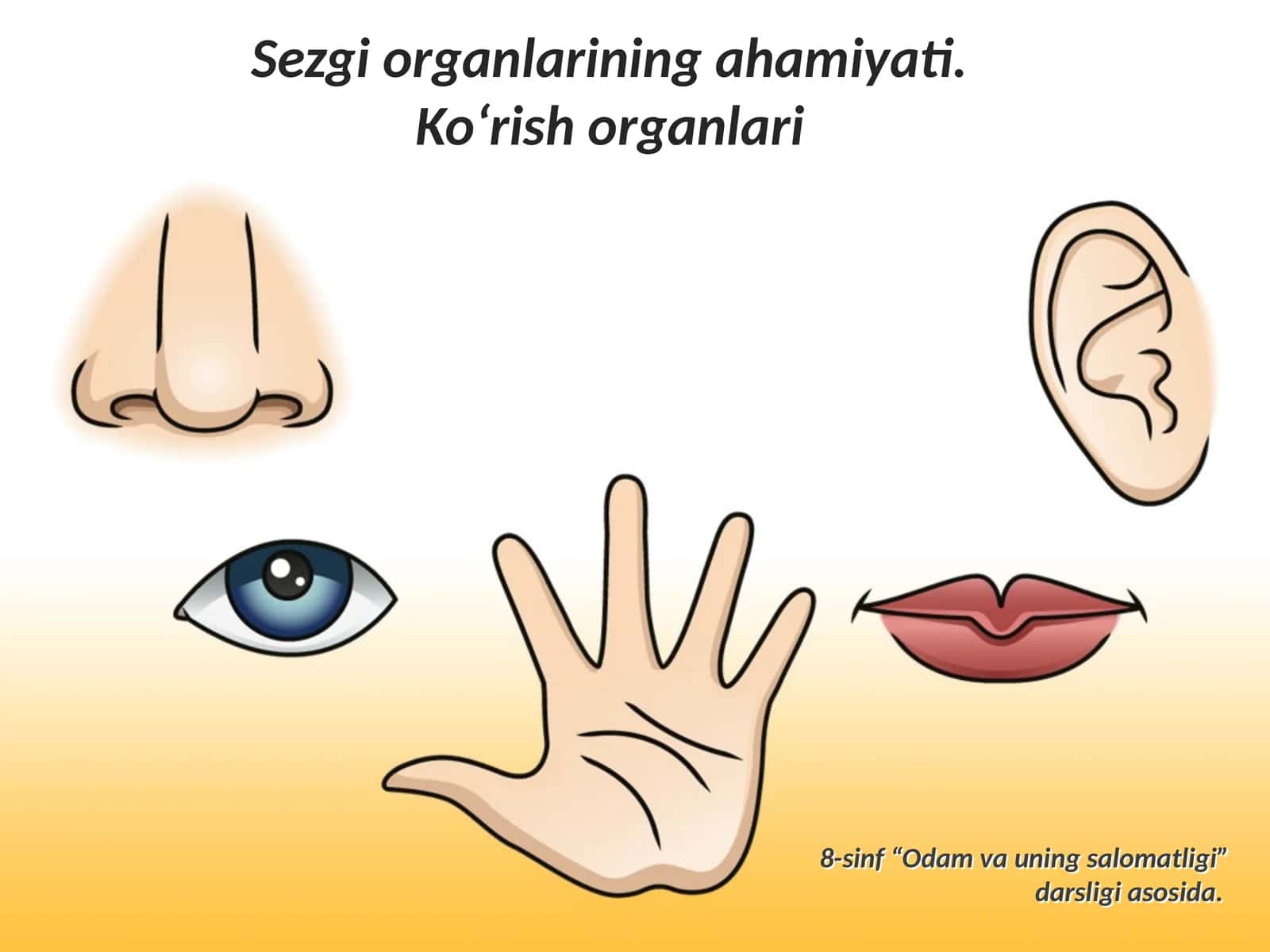 Sezgi organlarining ahamiyati. Ko‘rish organlari