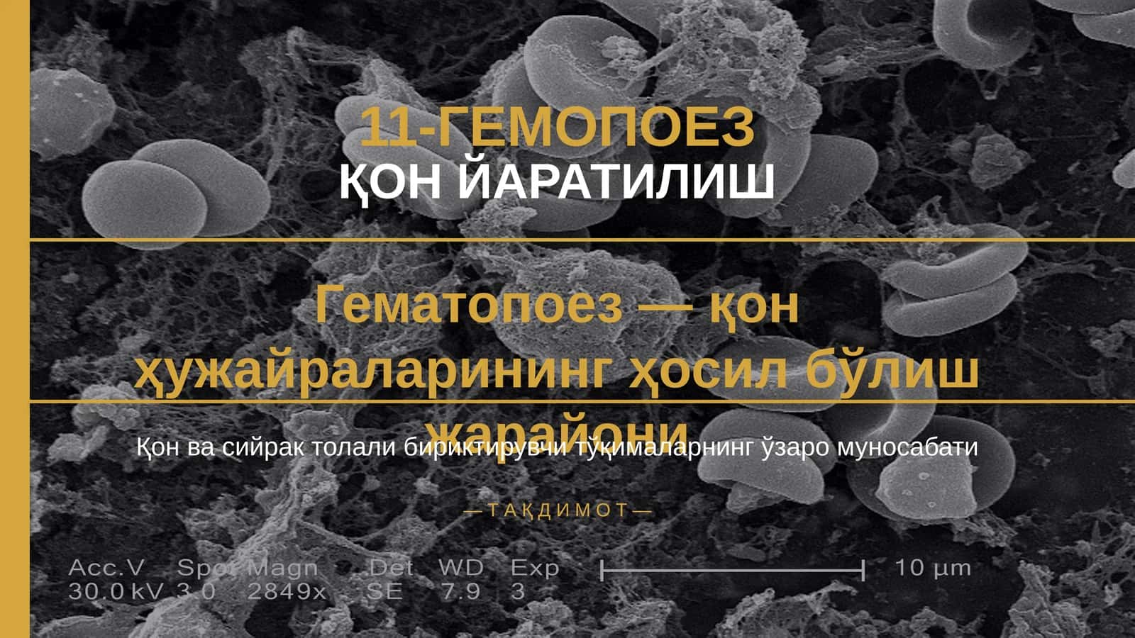 11-ГЕМОПОЕЗ