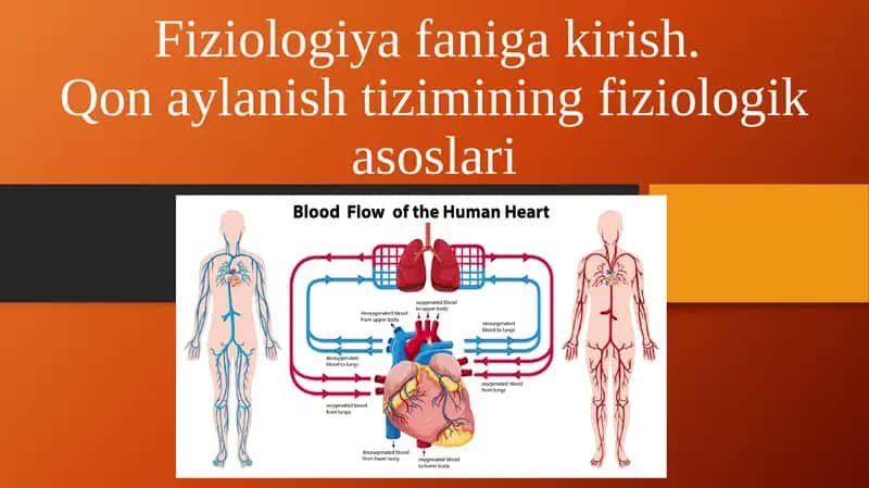 Qon aylanish tizimining fiziologik asoslari