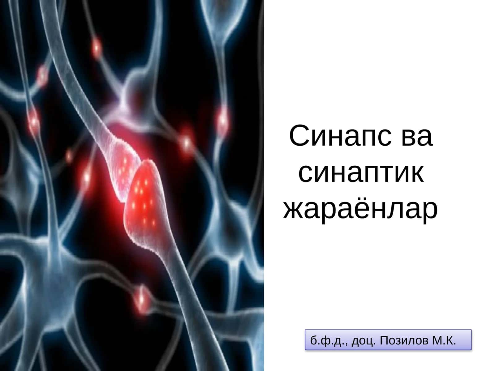 Синапс ва синаптик жараёнлар