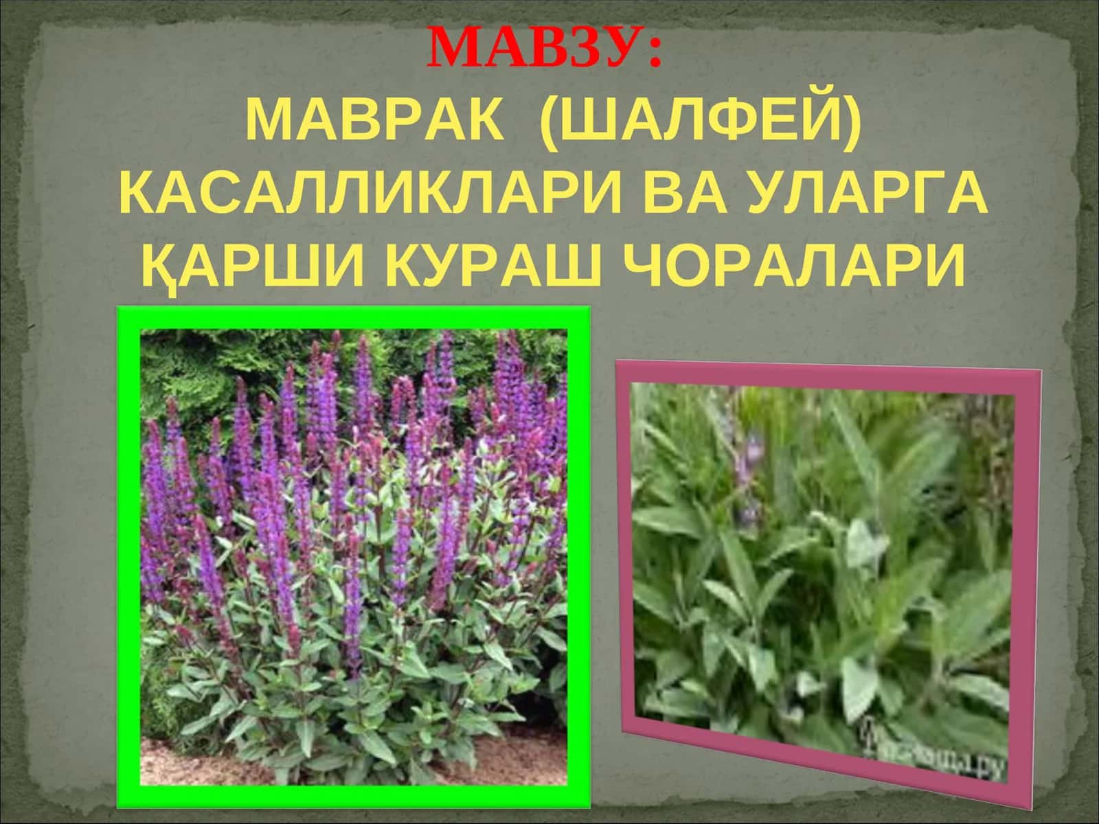 МАВРАК (ШАЛФЕЙ) КАСАЛЛИКЛАРИ ВА УЛАРГА ҚАРШИ КУРАШ ЧОРАЛАРИ