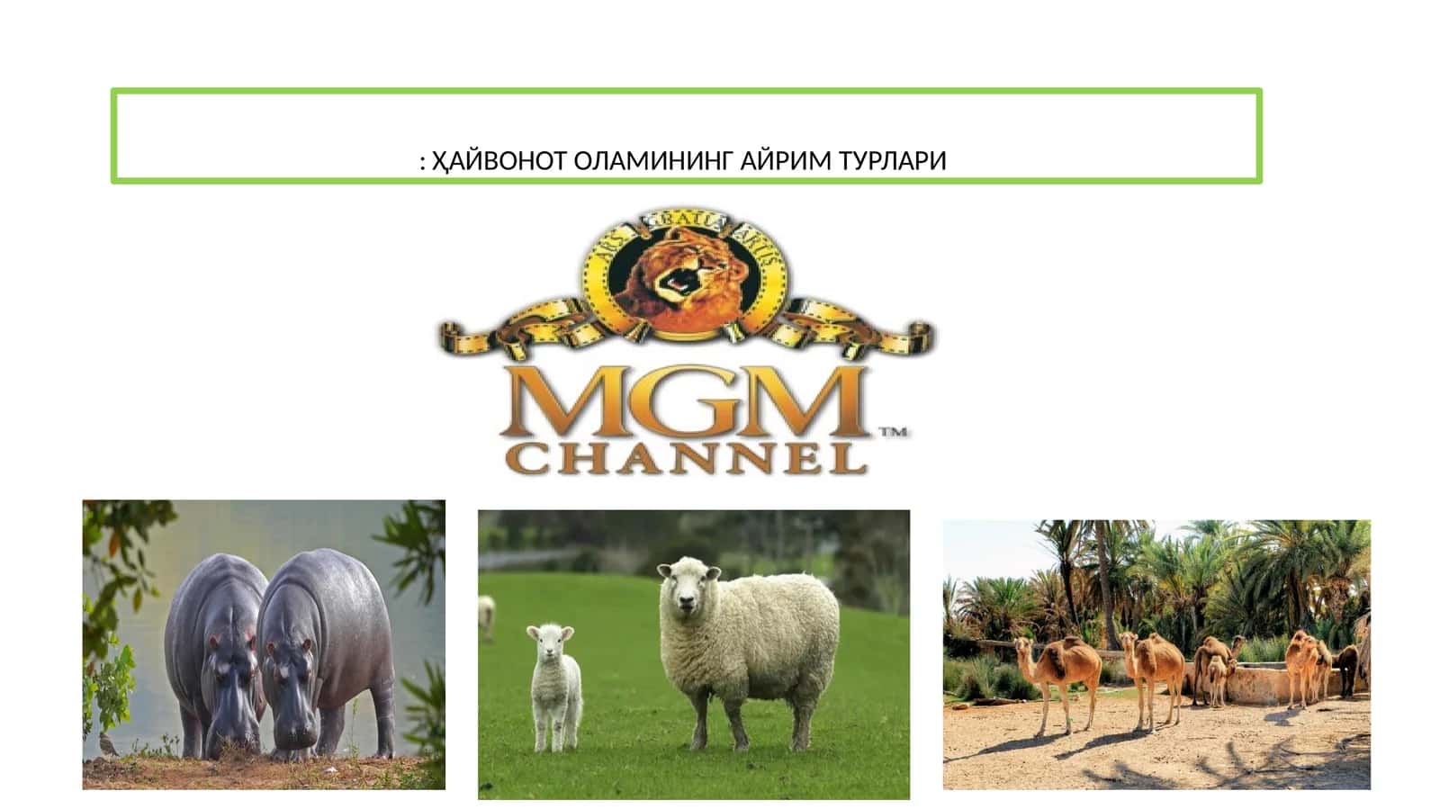 ҲАЙВОНОТ ОЛАМИНИНГ АЙРИМ ТУРЛАРИ