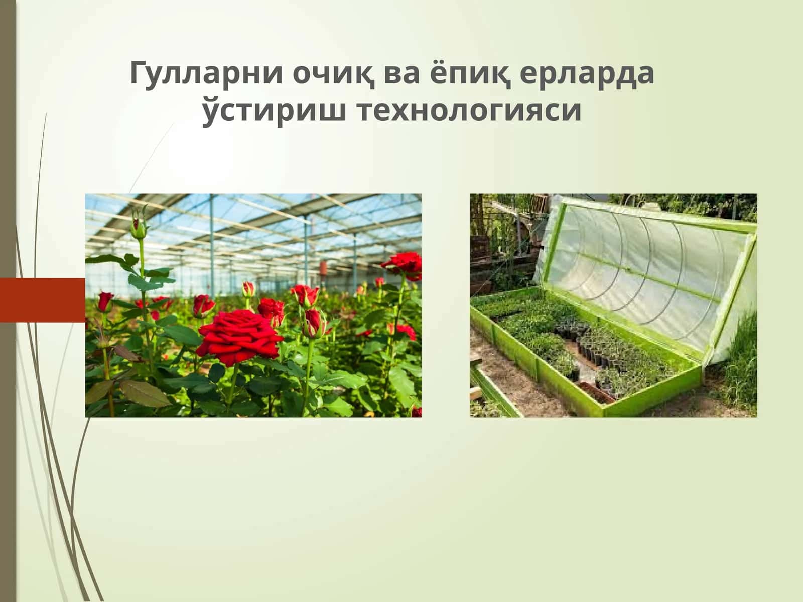 Гулларни очиқ ва ёпиқ ерларда ўстириш технологияси