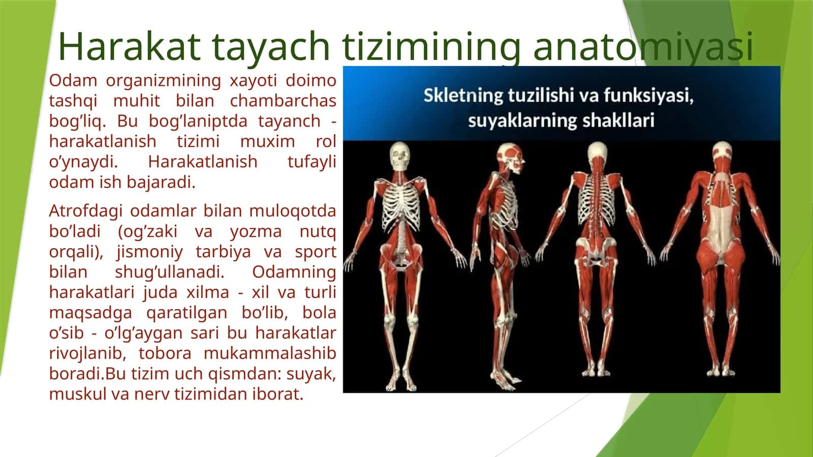Harakat tayach tizimining anatomiyasi