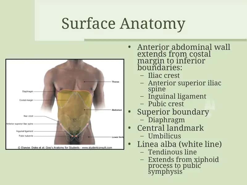 Surface Anatomy