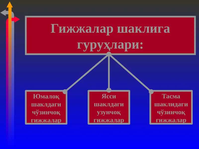 Гижжалар шаклига гуруҳлари