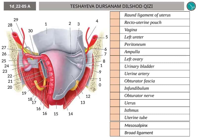 TESHAYEVA DURSANAM DILSHOD QIZI