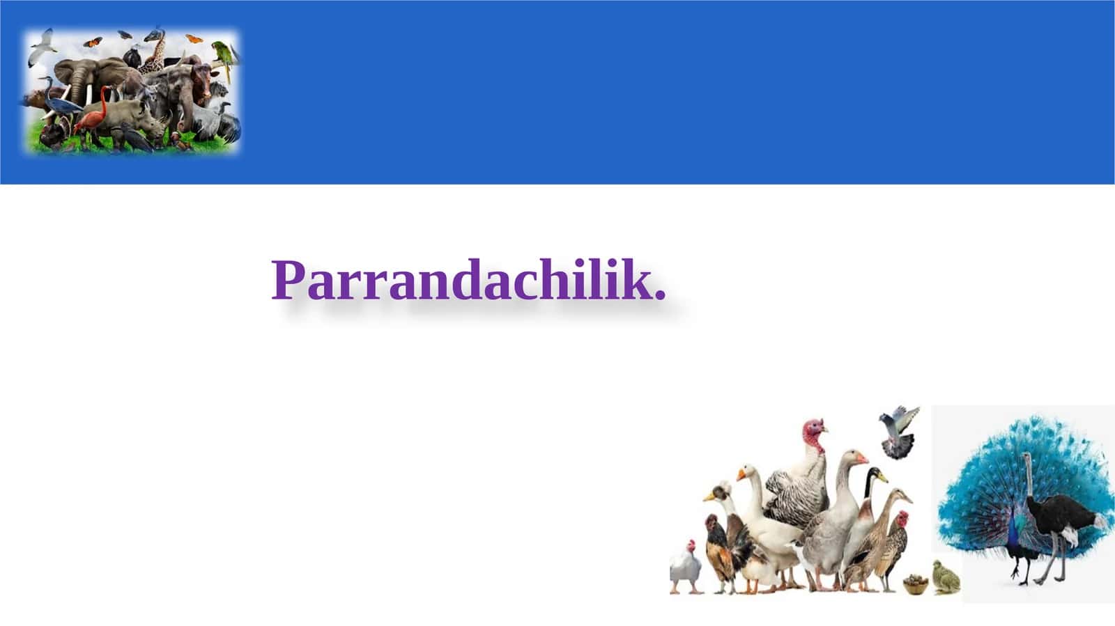 Parrandachilik