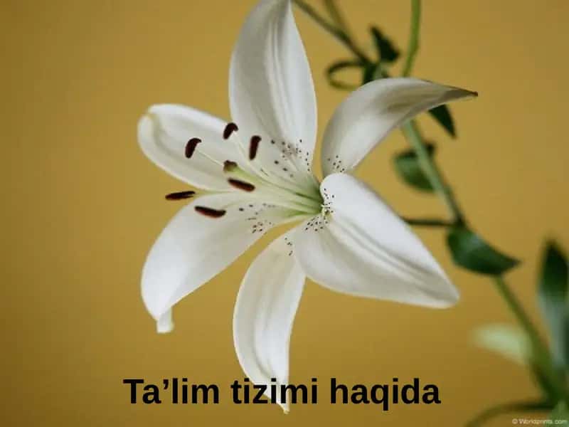 Ta’lim tizimi haqida