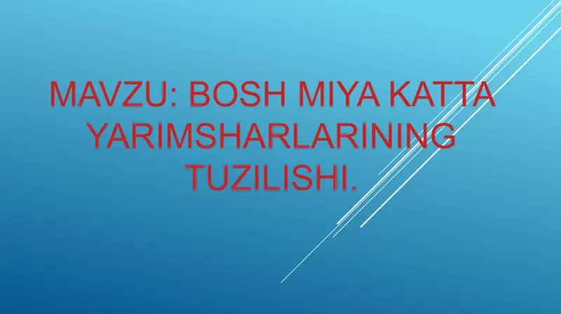 Bosh miya katTa yarimsharlarining tuzilishi.