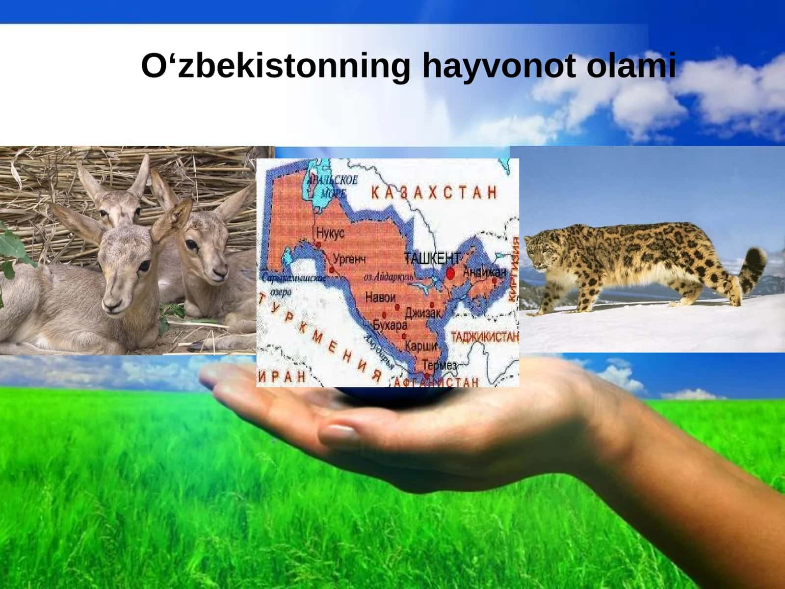 O‘zbekistonning hayvonotolami