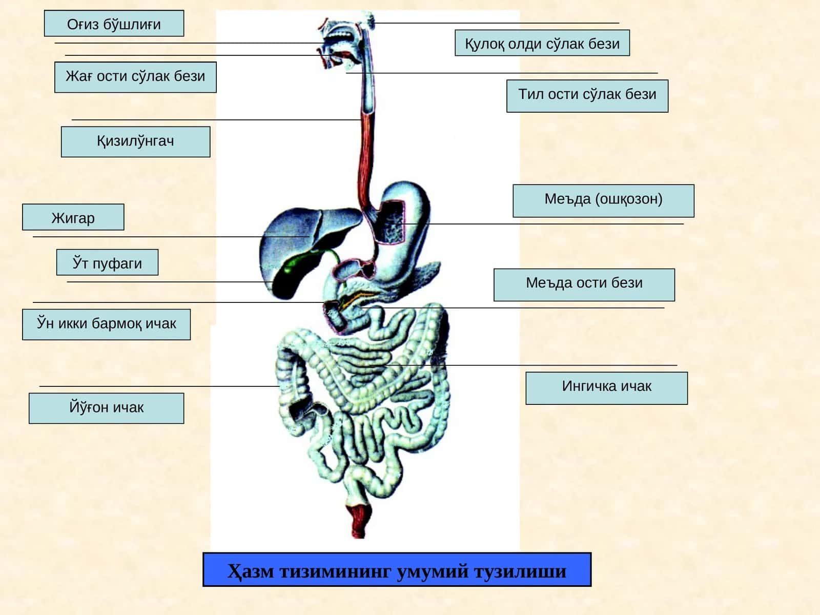 Ҳазм тизимининг умумий тузилиши