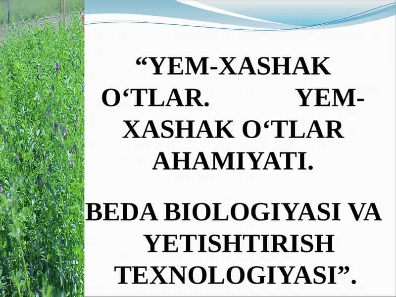 YEM-XASHAK O‘TLAR. YEM-XASHAK O‘TLAR AHAMIYATI. BEDA BIOLOGIYASI VA YETISHTIRISH TEXNOLOGIYASI