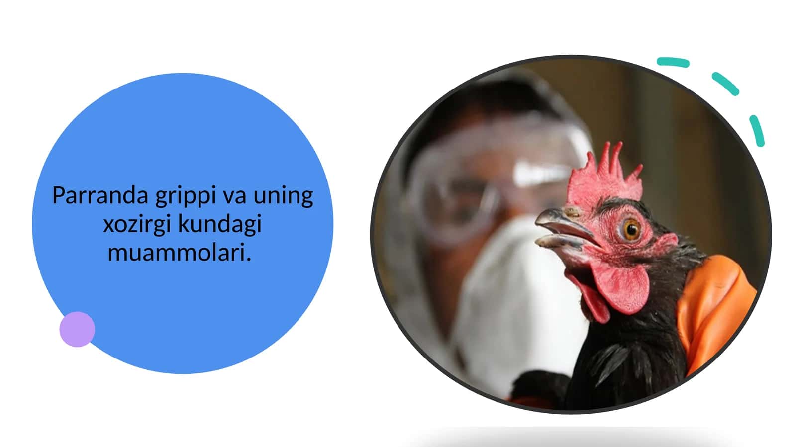 Parranda grippi va uning xozirgi kundagi muammolari
