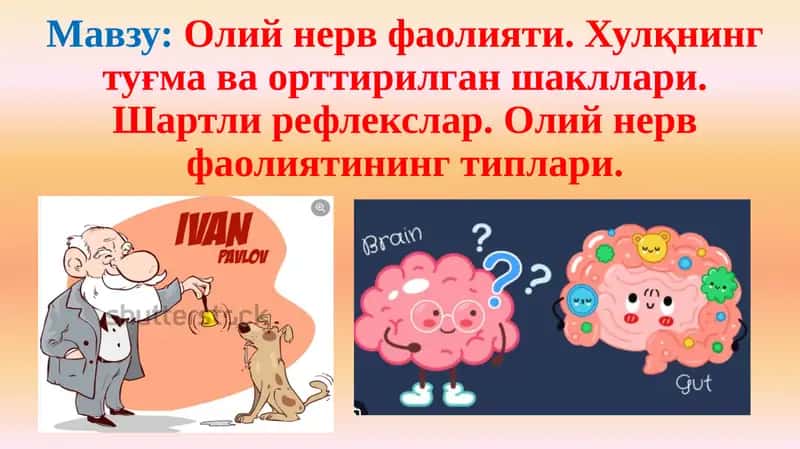 Олий нерв фаолияти. Хулқнинг туғма ва орттирилган шакллари.