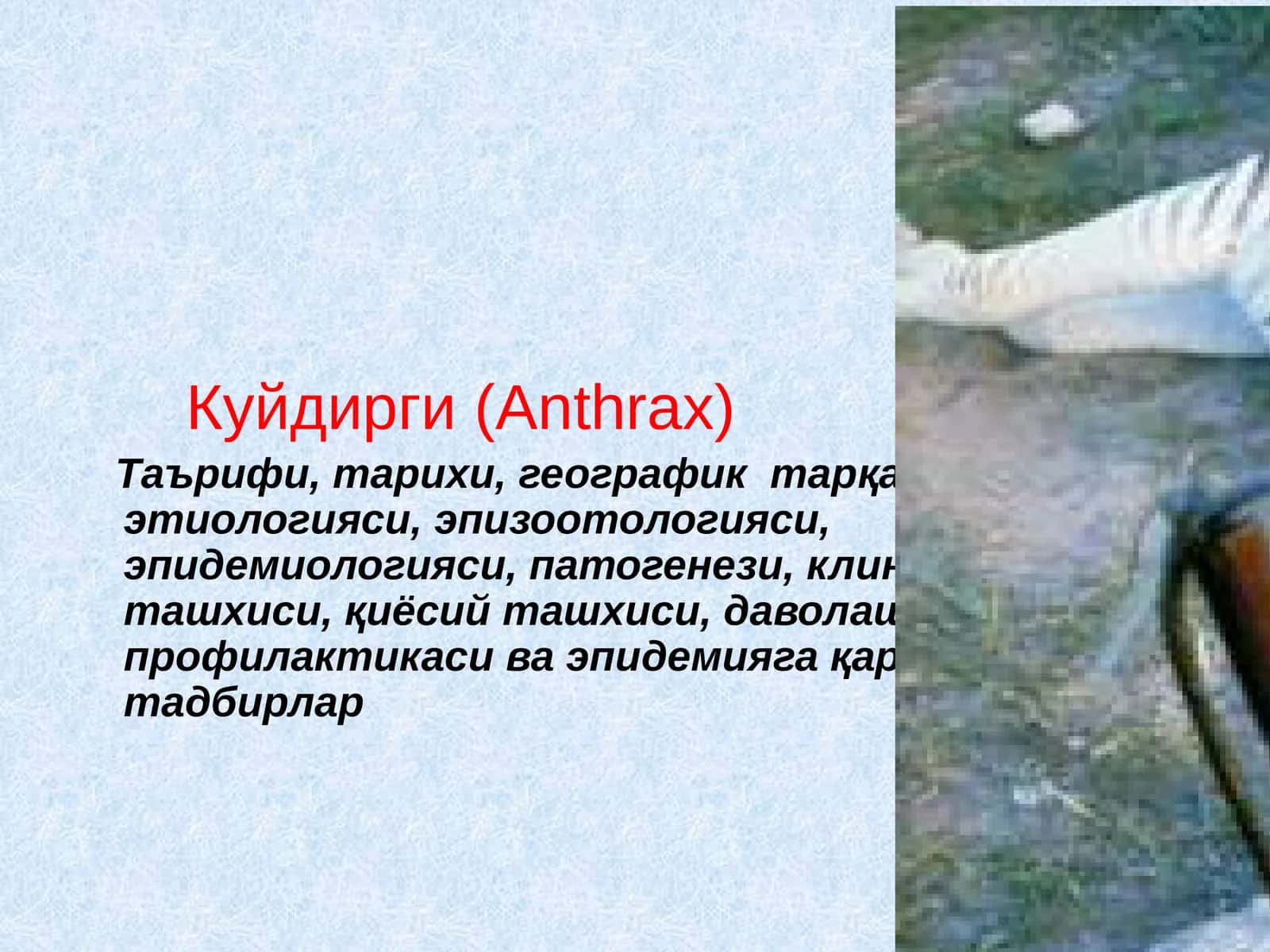 Куйдирги(Anthrax)