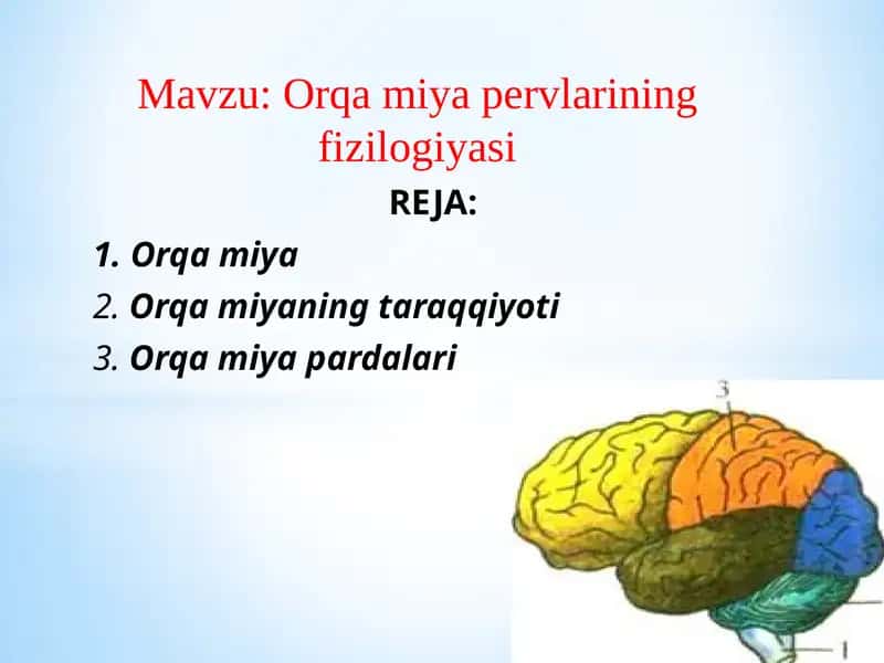 Orqa miya