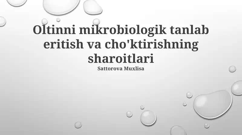Oltinni mikrobiologik tanlab eritish va cho'ktirishning sharoitlari