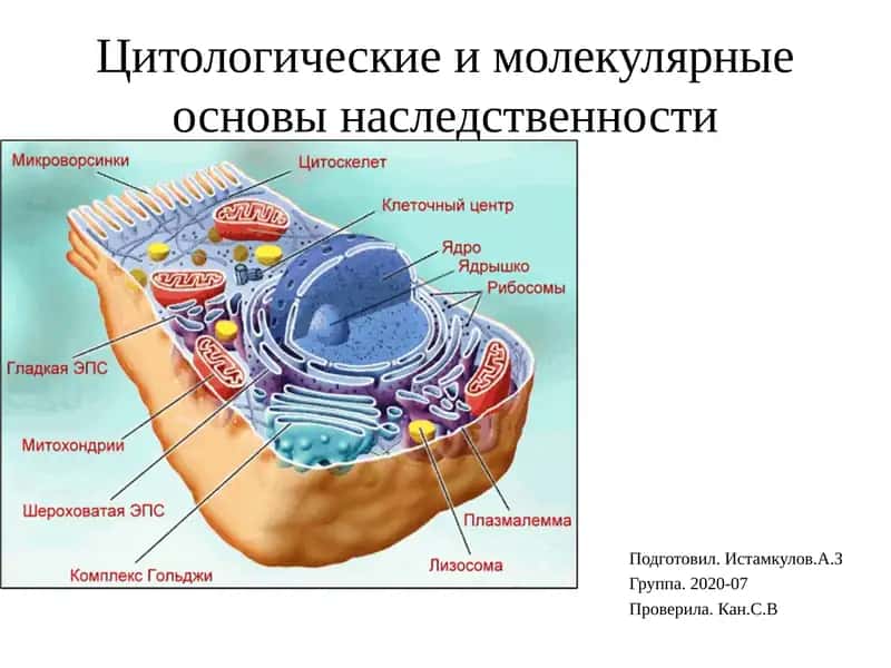 Цитология ва наследственность