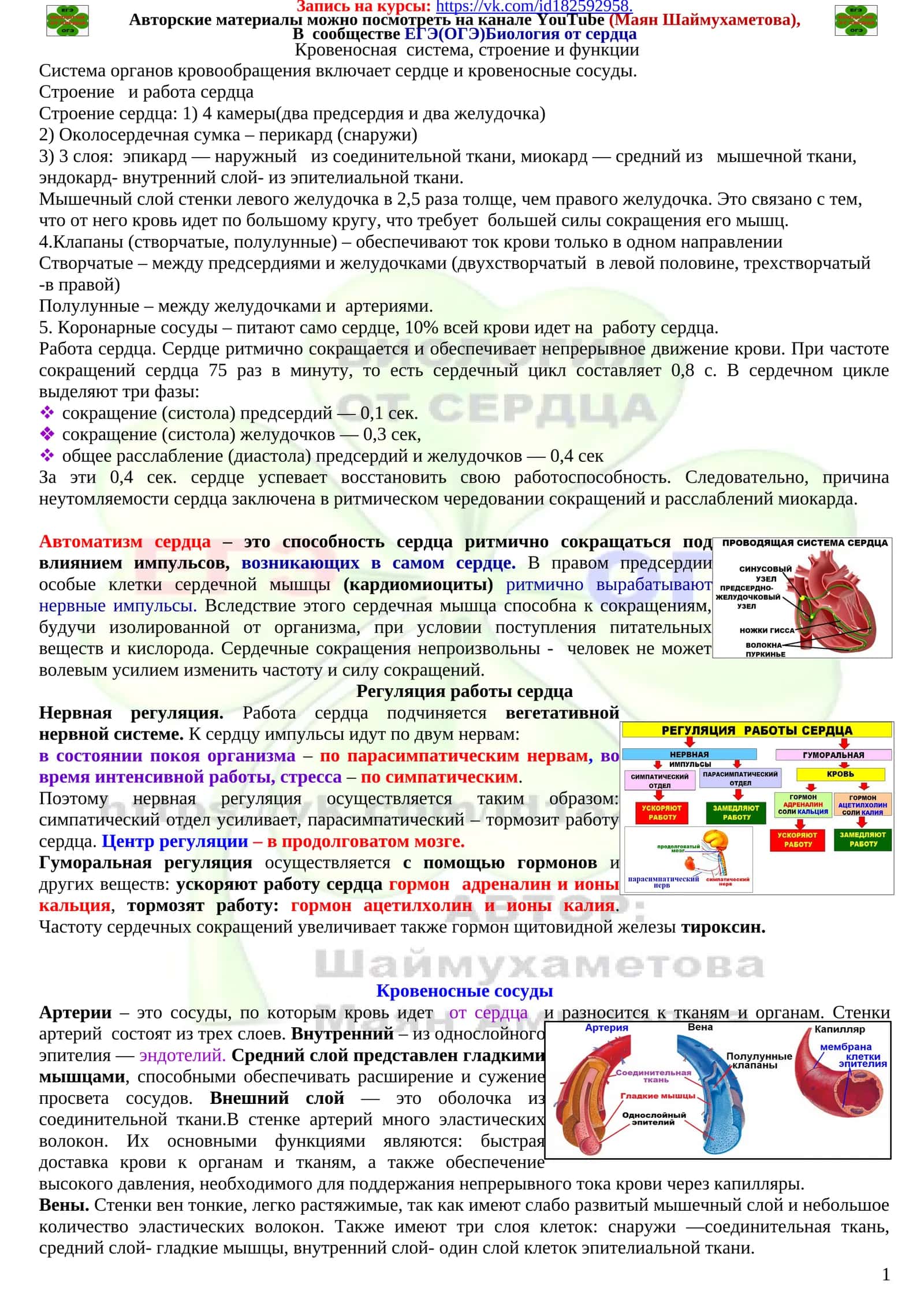 Система органов кровообращения