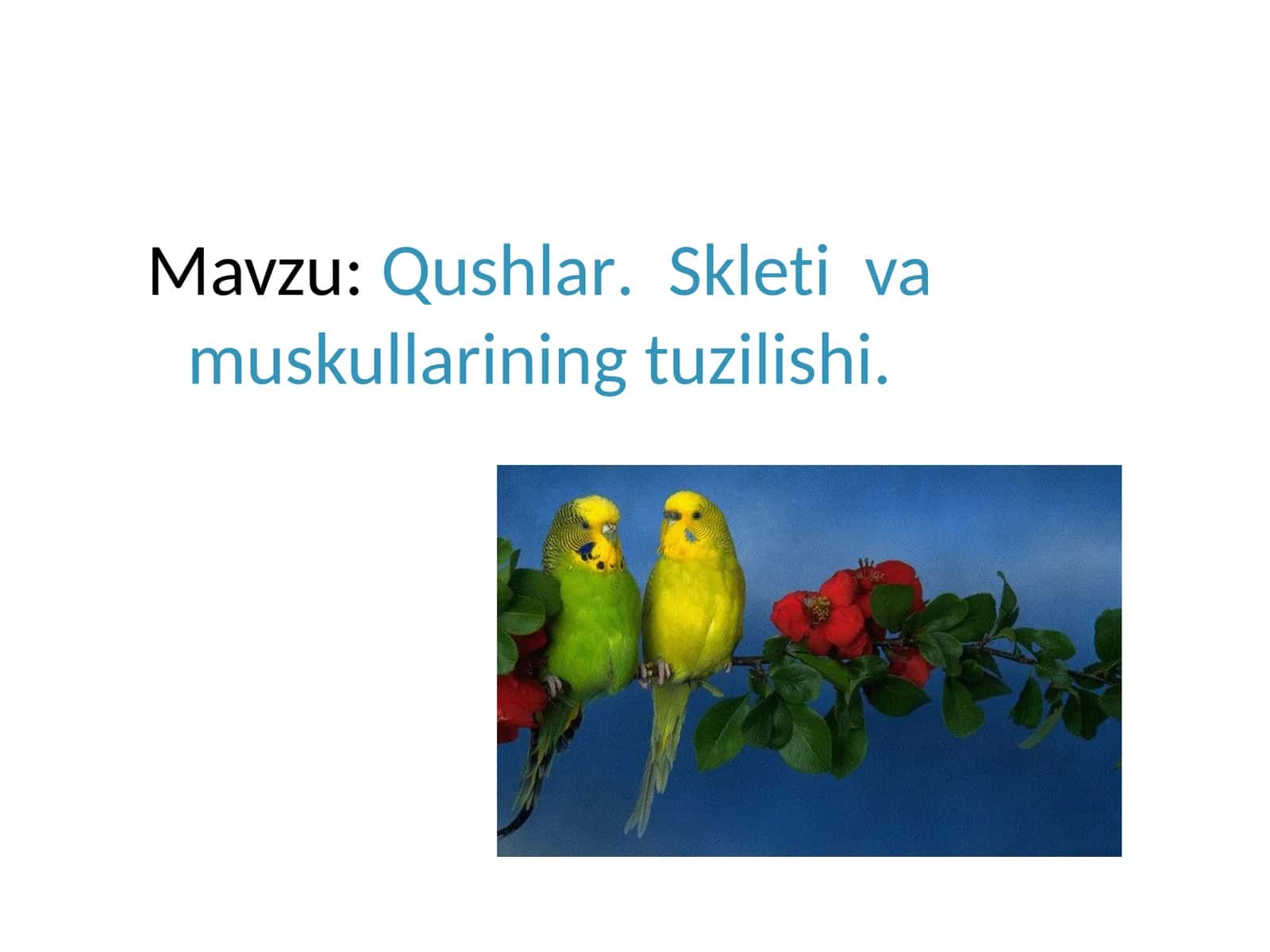 Qushlar.Skletiva muskullarining tuzilishi