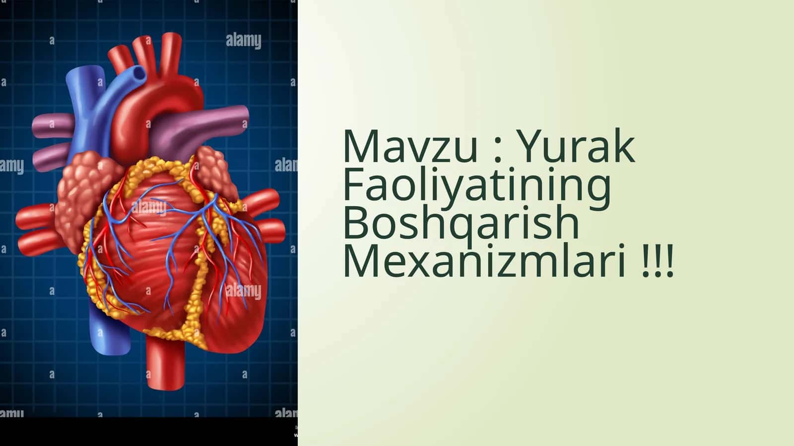 Yurak Faoliyatining Boshqarish Mexanizmlari