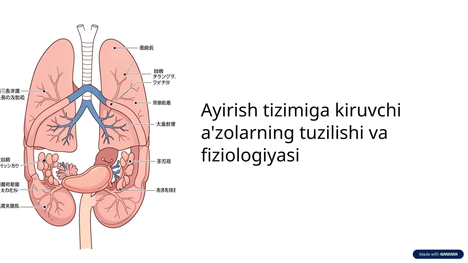 Ayirish tizimiga kiruvchi a'zolarning tuzilishi va fiziologiyasi