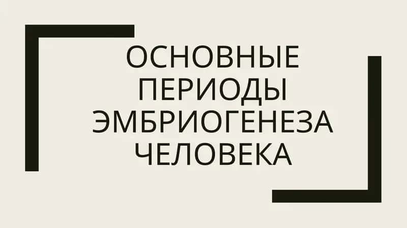 основные периоды эмбриогенеза человека