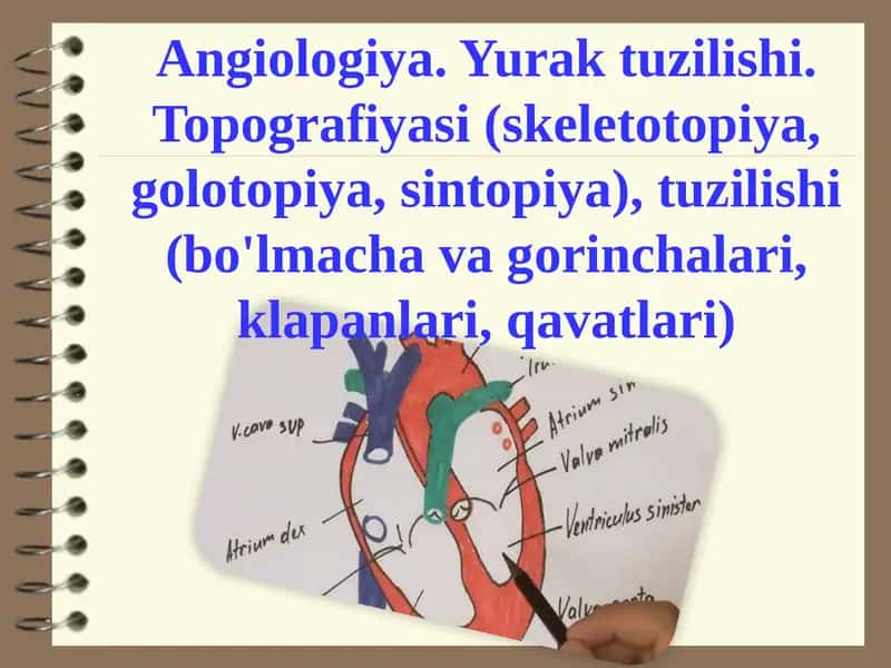 Angiologiya.Yuraktuzilishi.Topografiyasi