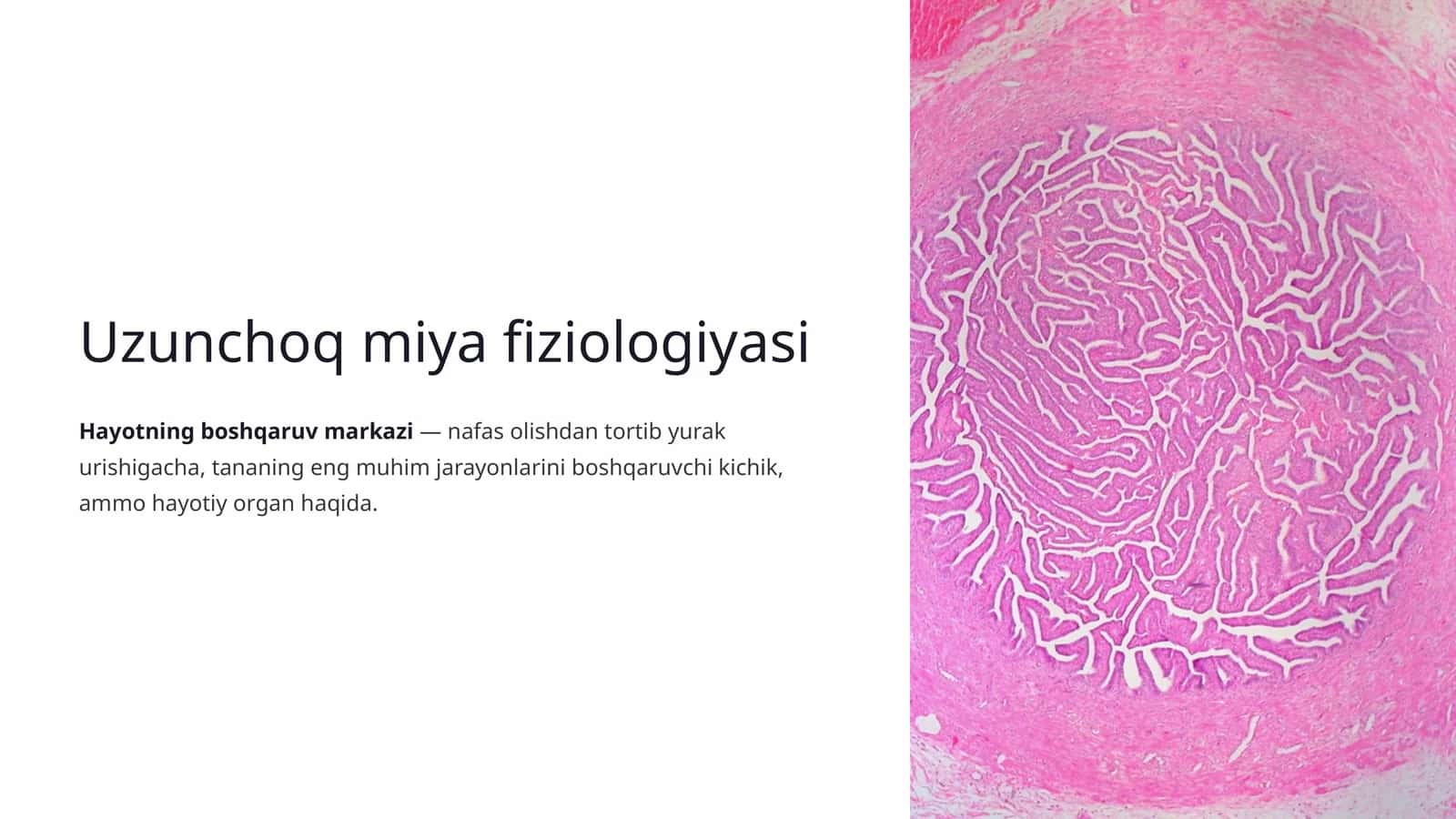 Uzunchoq miya fiziologiyasi
