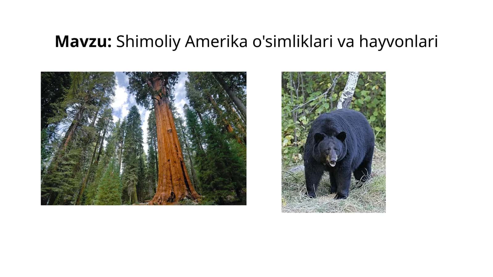 Shimoliy Amerika o'simliklari va hayvonlari