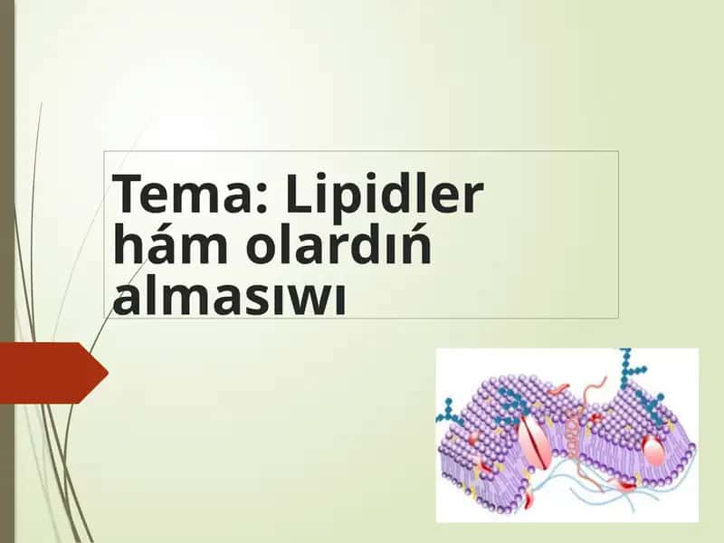 Lipidlerhámolardıńalmasıwı