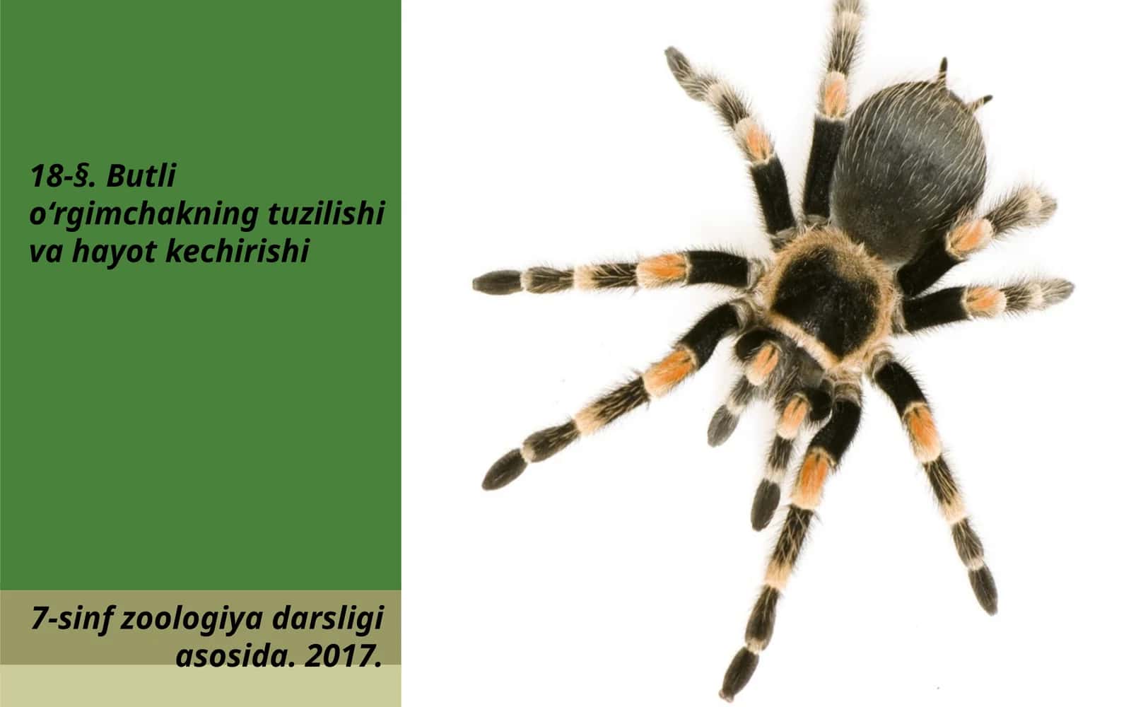 7-sinf Zoologiya 'Butli o'rgimchakning tuzilishi va hayot kechirishi' ko'rgazma