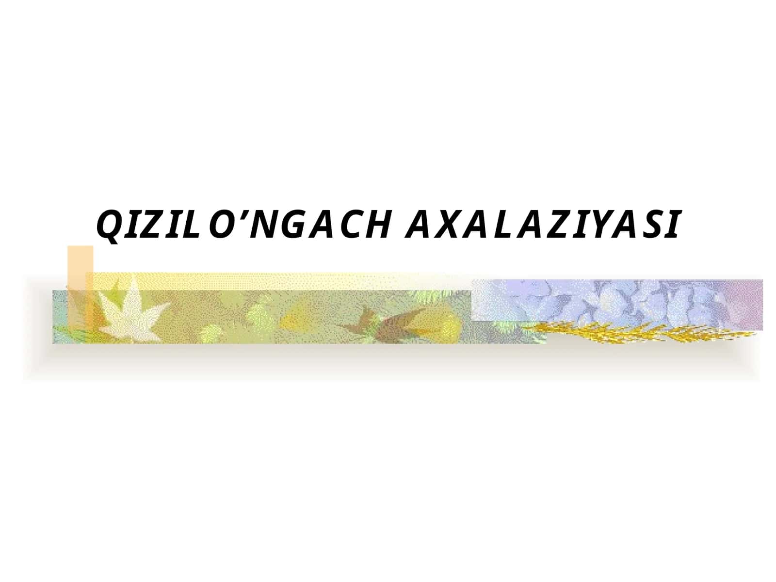QIZILO’NGACHAXALAZIYASI