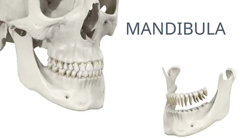 MANDIBULA