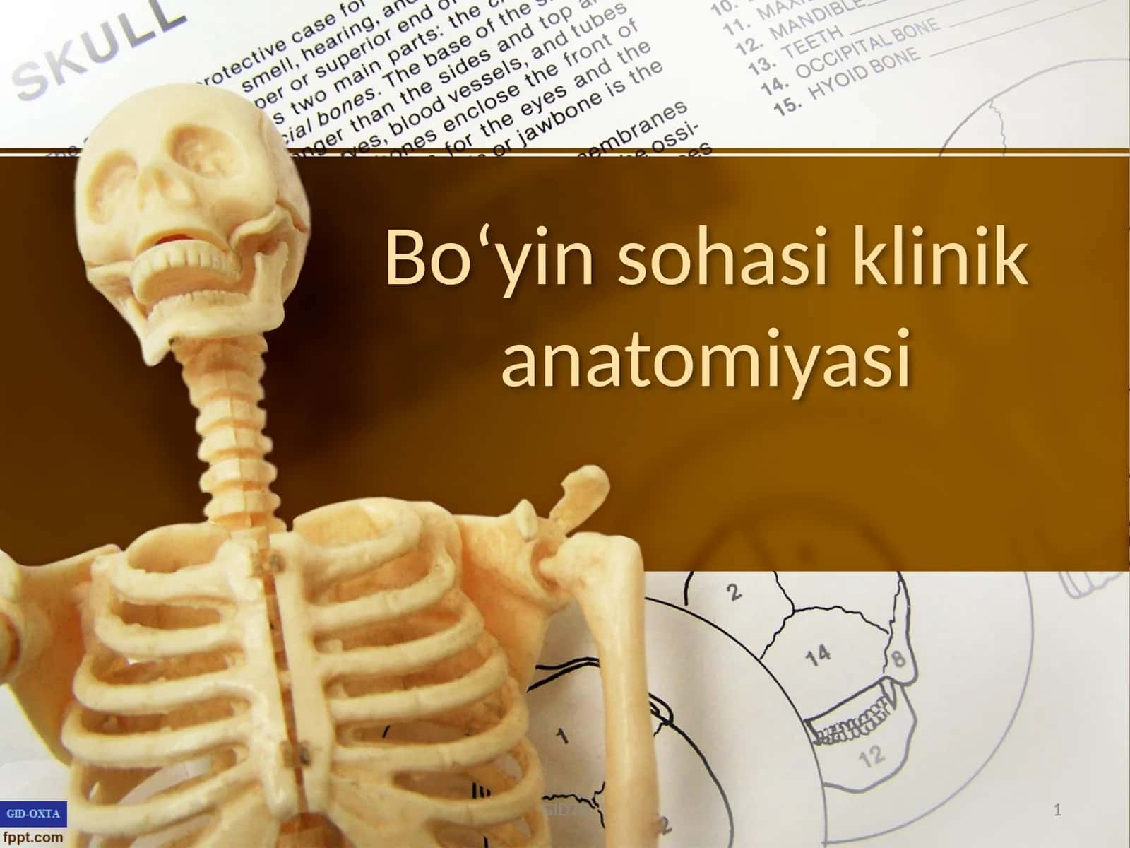 bo’yin sohasi klinik anatomiyasi