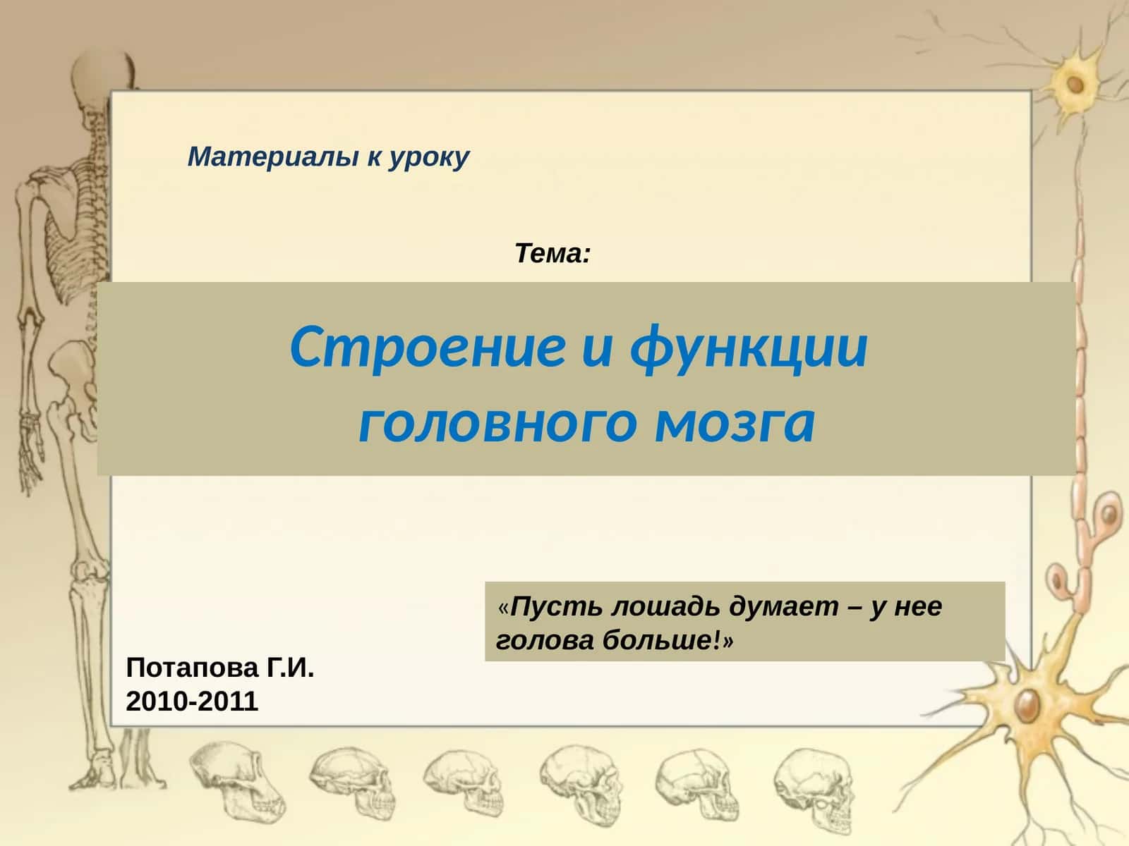 Строение и функции головного мозга