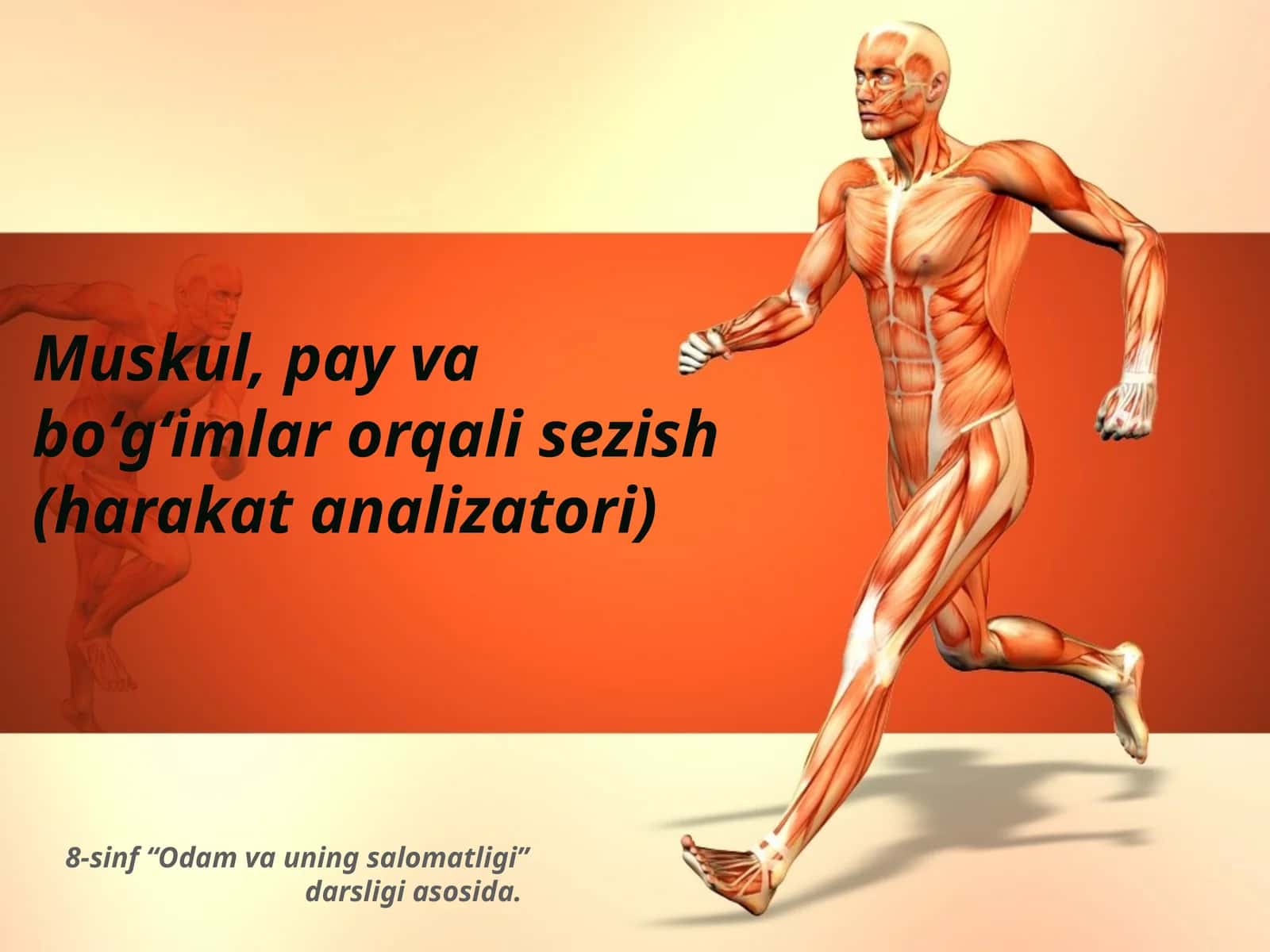 Muskul, pay va bo‘g‘imlar orqali sezish (harakat analizatori)