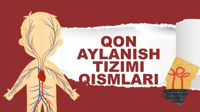 QON AYLANISH TIZIMI QISMLARI