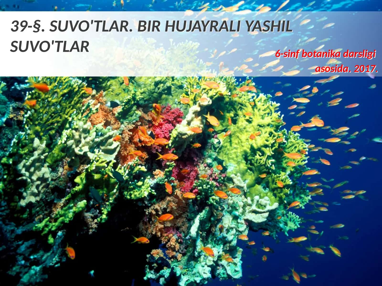 6-sinf Botanika Suvo'tlar, bir hujayrali yashil suvo'tlari