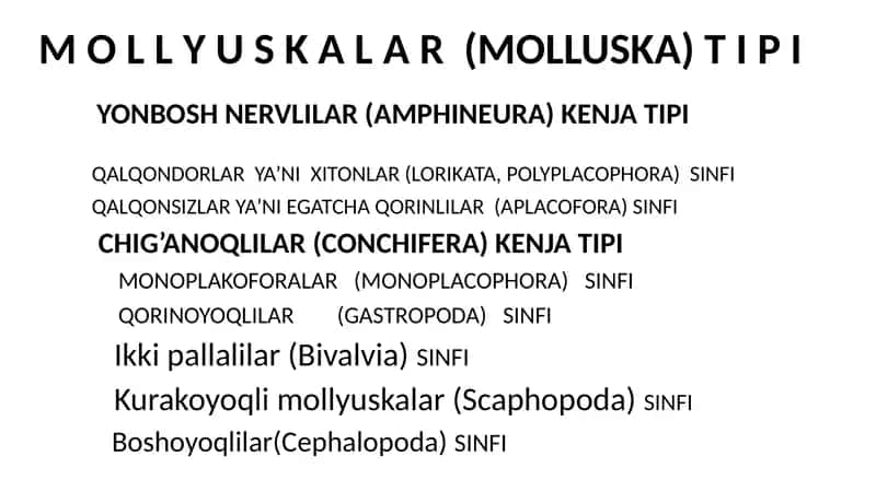 M O LLY U S K A L A R (MOLLUSKA) T I P I