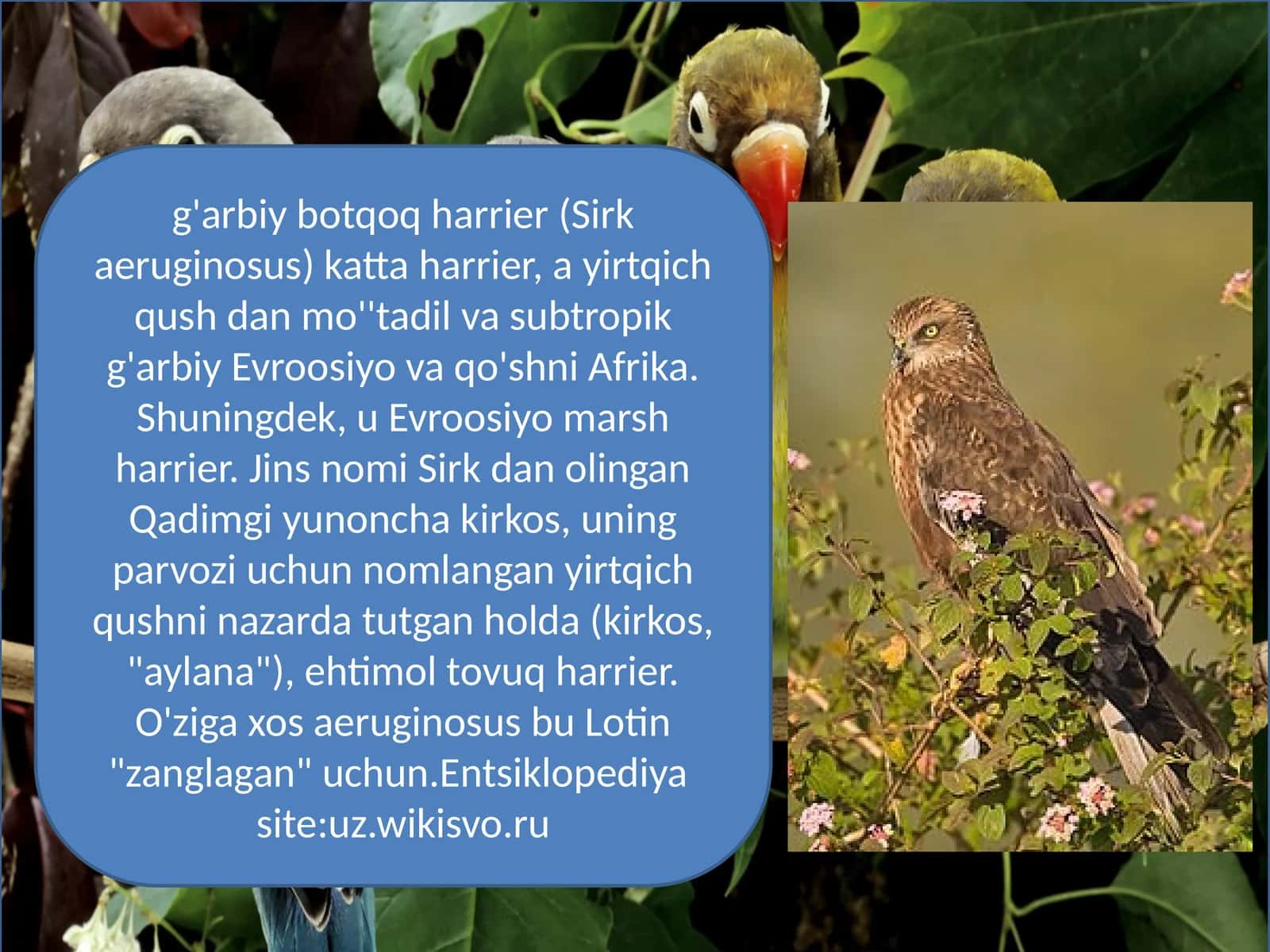 g'arbiy botqoq harrier (Sirkaeruginosus)