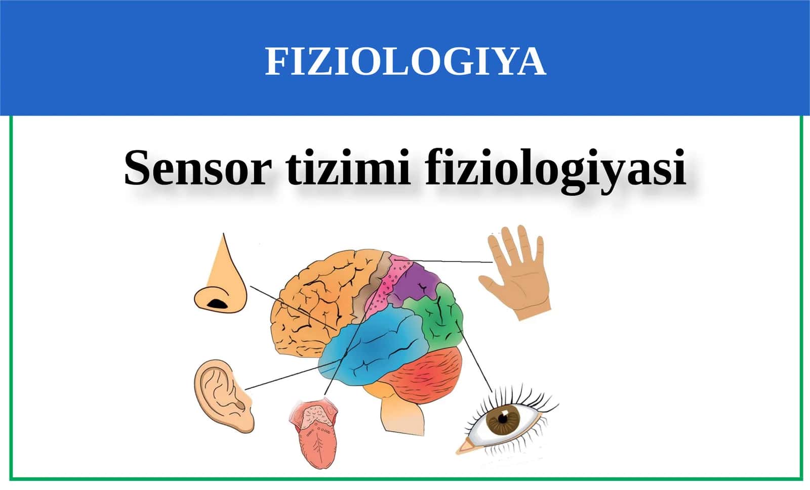 Sensor tizimi fiziologiyasi