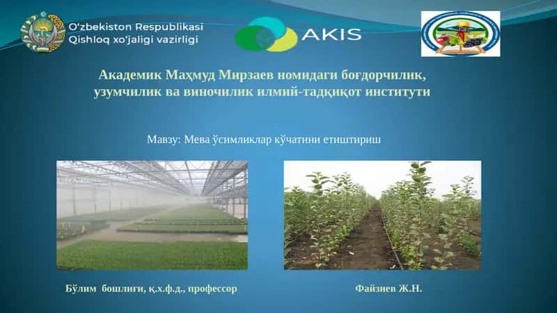 Мева ўсимликлар кўчатини етиштириш