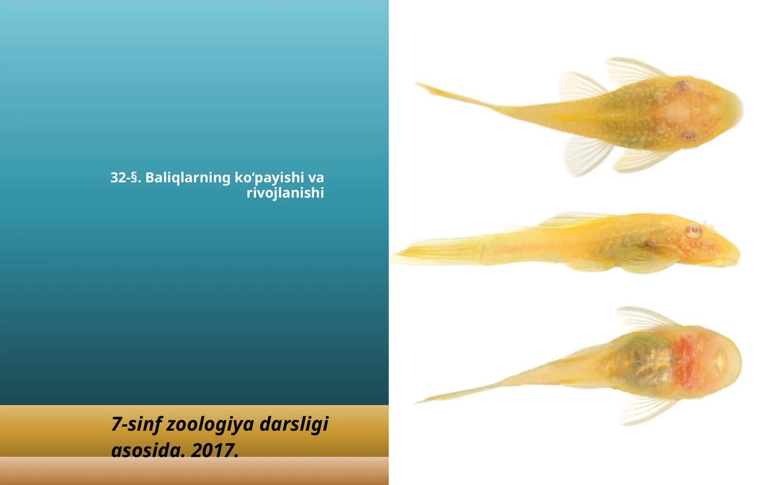 7-sinf Zoologiya 'Baliqlarning ko'payishi va rivojlanishi' ko'rgazma
