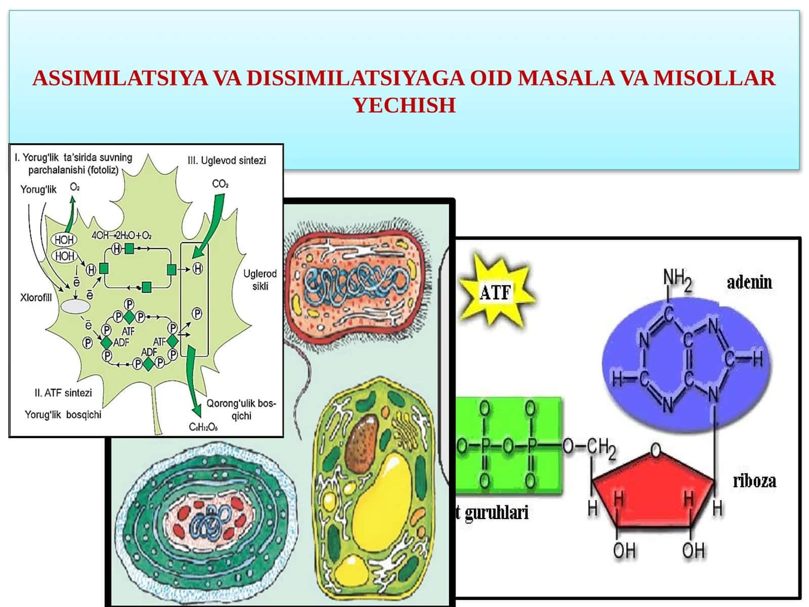 ASSIMILATSIYAVA DISSIMILATSIYAGA OID MASALA VAMISOLLARYECHISH