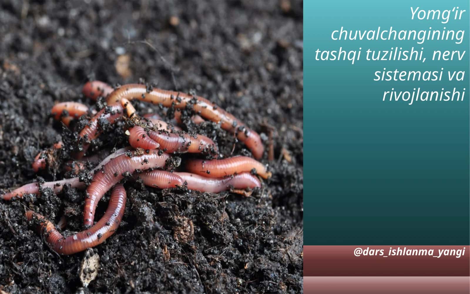 Yomg‘ir chuvalchangining tashqi tuzilishi