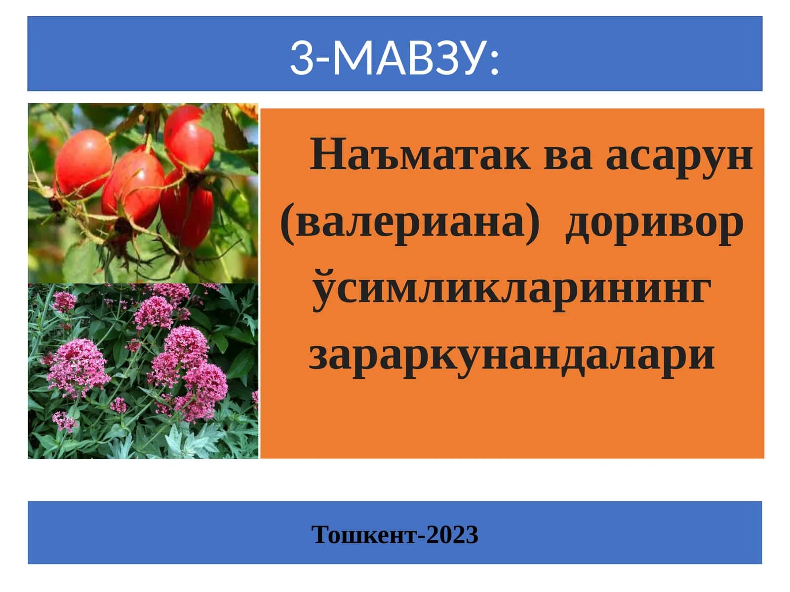 Наъматак ва асарун (валериана) доривор ўсимликларининг зараркунандалари
