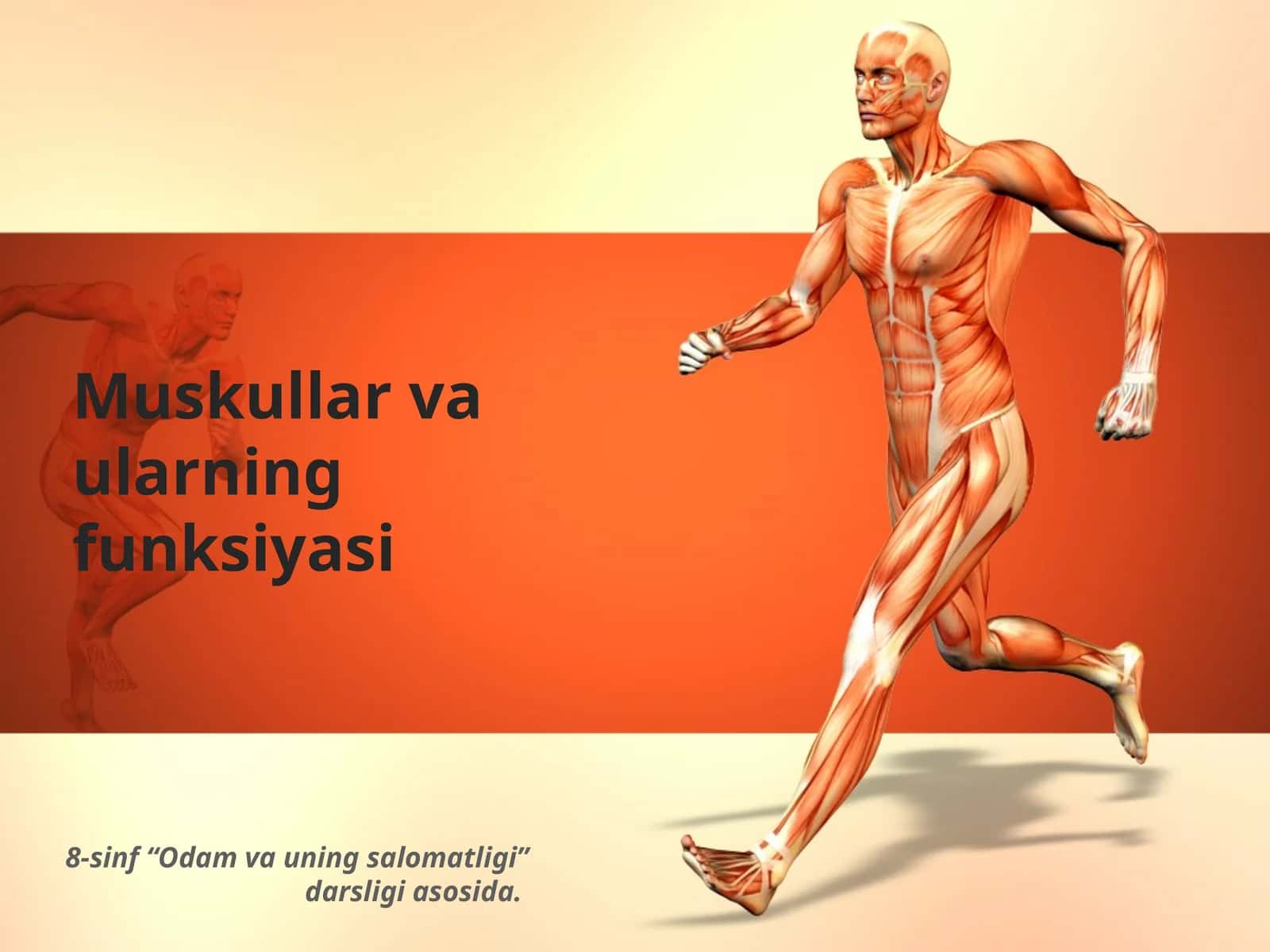Muskullar va ularning funksiyasi
